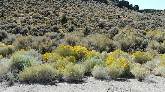 Desert Scenery