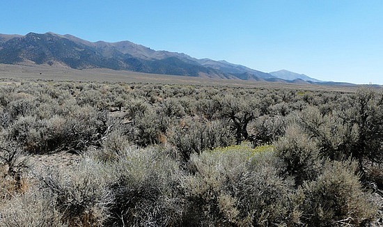 Sagebrush everywhere