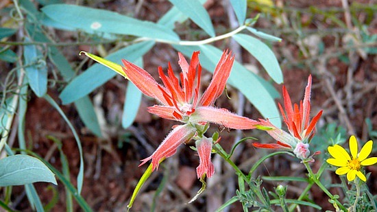 Flowers 2