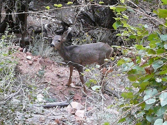 Mule deer