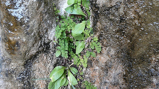 Weeping Wall, lush flora 1