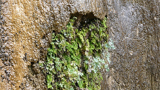 Weeping Wall, lush flora 2