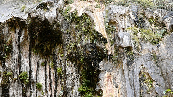 Weeping Wall, lush flora 3