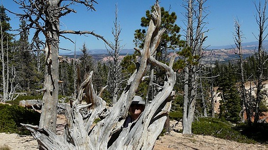 Bristlecone Pine