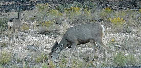 Deer at Bryce