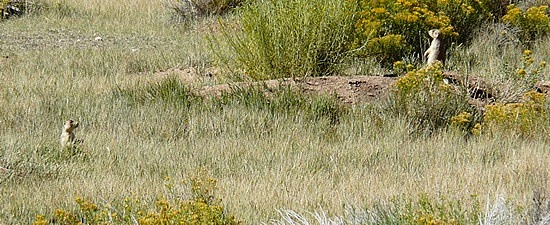 Prairie Dog 1