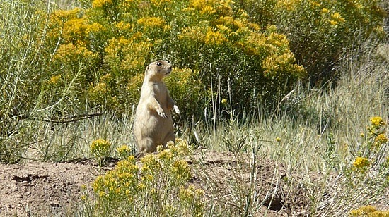 Prairie Dog 2