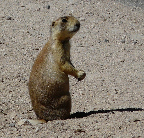 Prairie Dog 3