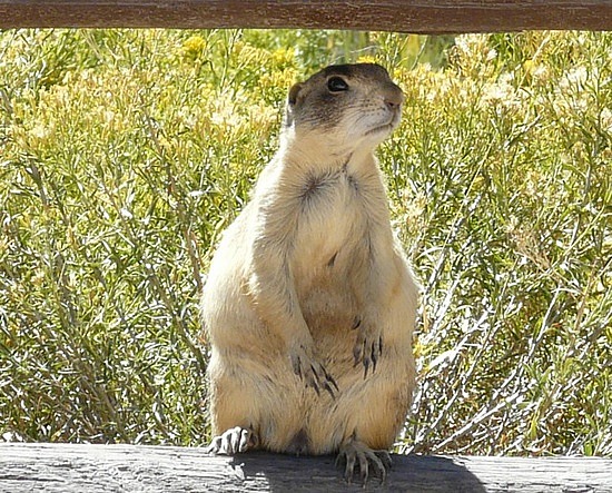 Prairie Dog 4