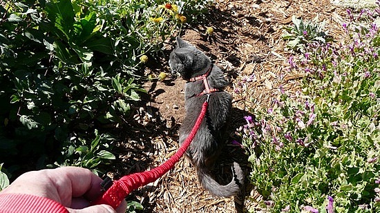 Mark Walking Smokey