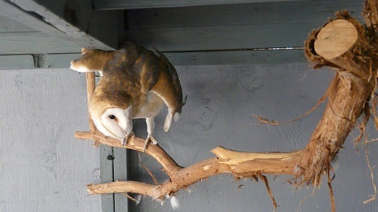 Barn Owl