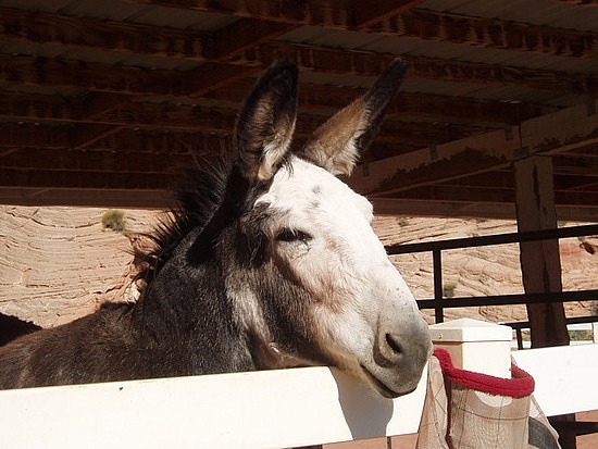 Horse haven guest