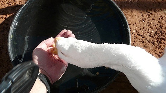 Mark Hand Feeding