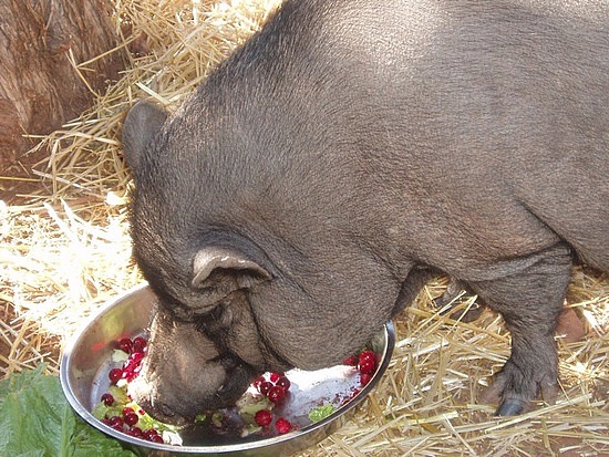 Mmm, cranberries