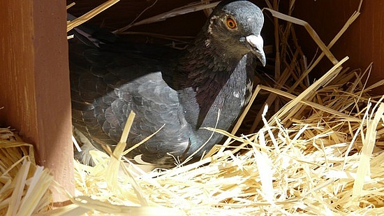 PIgeon Nesting