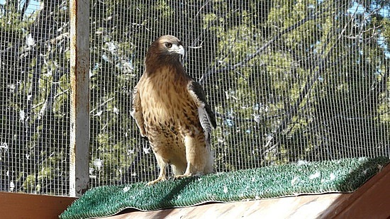 Red Tailed Hawk