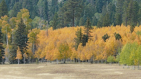 Aspen Trees in Kaibab National Forest