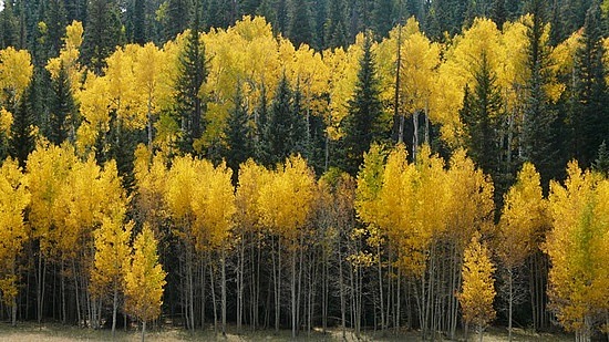 Aspen Trees in Kaibab National Forest