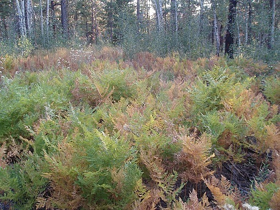 Ferns Showing Fall Color