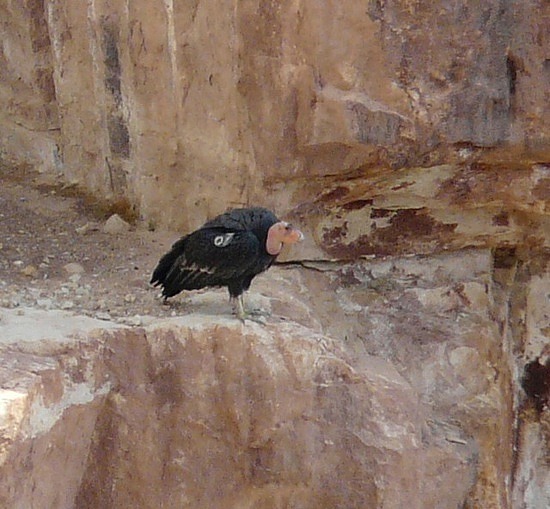 Condor at Navajo Bridge