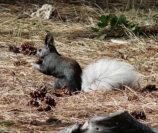 Kaibab Squirrel