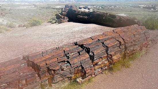 Logs at Petrified Forest