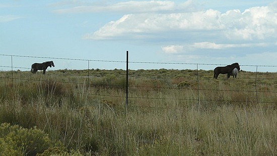 Horses Run Free on Navajoland