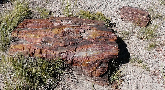 Logs at Petrified Forest