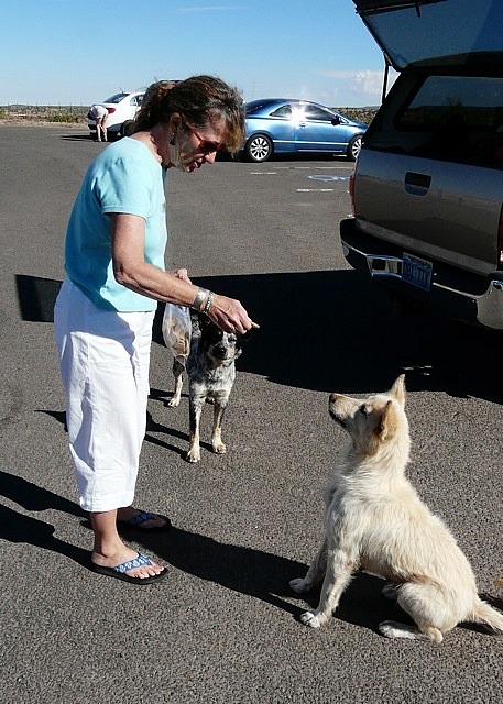 Feeding Sheep Dogs