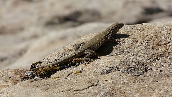 Lizard Sunning