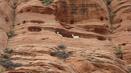 Sheep Goats