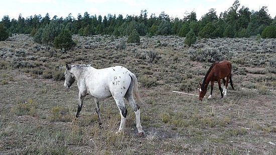 Navajo Horses