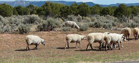 Navajo Sheep 