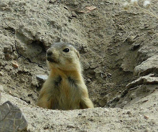 Prairie Dog