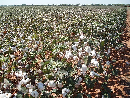 Cotton Field