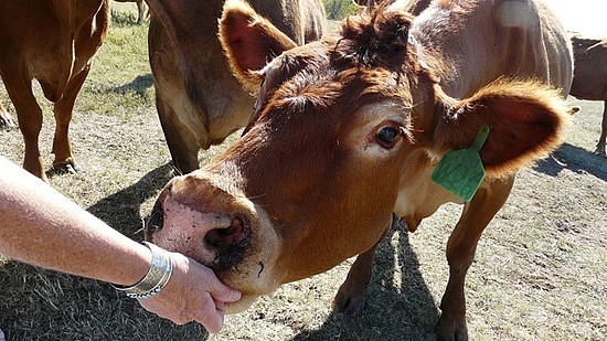 Feeding Cattle