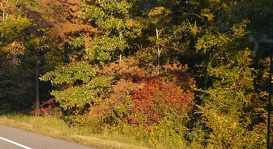 Fall Color, Arkansas