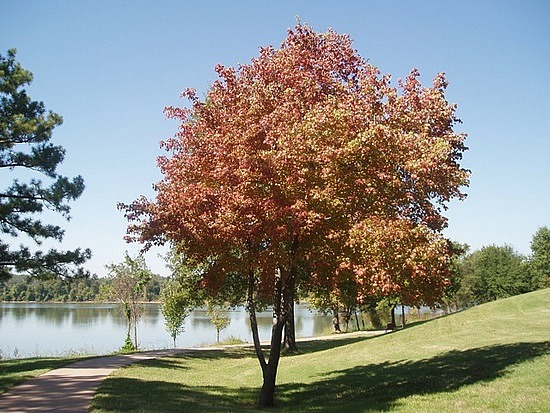 Fall Color, Fort Smith