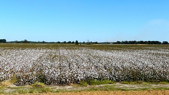 Cotton Fields