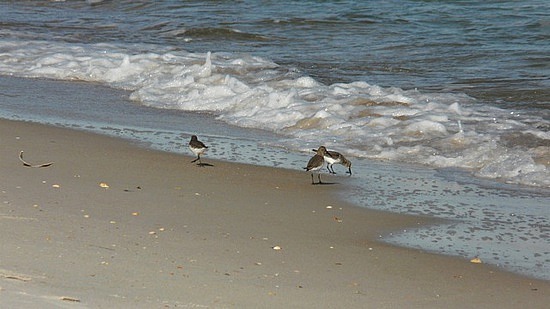 Surf & Seabirds