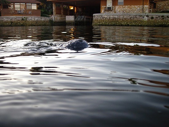 Manatee Snout