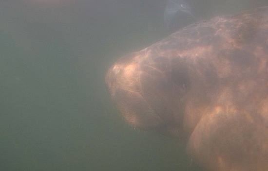 Manatee Underwater