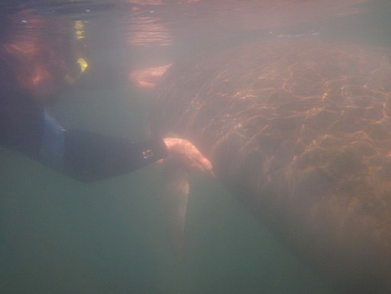 Sally Petting Manatee