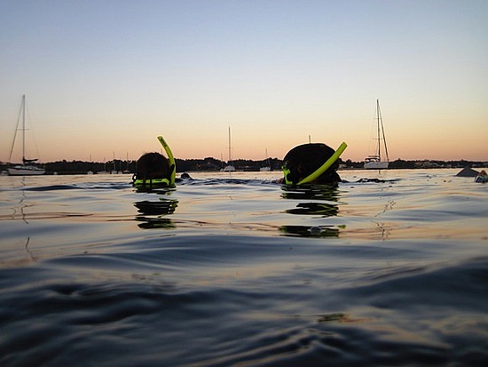 We Watch for Manatees