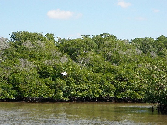 Birds of the Everglades