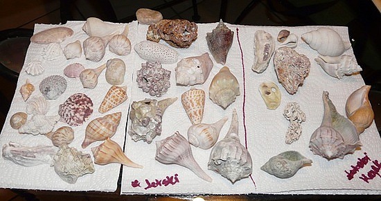 Shells We Collected