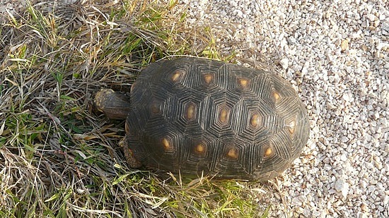 Annie, one of our tortoises