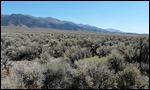 Sagebrush everywhere