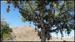 Shoe Tree