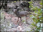 Mule deer